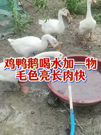 鸡鸭鹅喝水加一物,毛色亮长肉快#养殖人 #养殖户