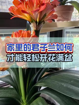 #君子兰 #养花小知识 #花卉绿植 #三农 #爱生活爱养花