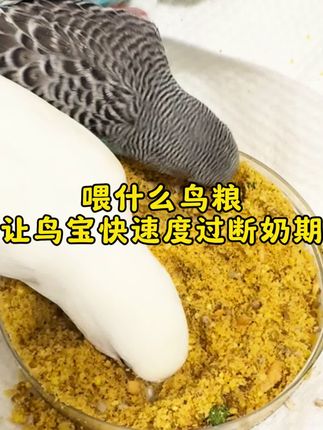 喂什么鸟粮能让鸟宝快速度过断奶期#鹦鹉 #鹦鹉日常 #养鸟经验分享 #鸟宝宝#萌宠
