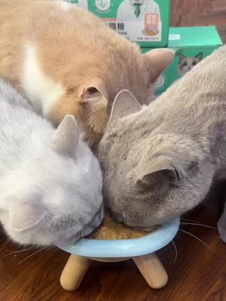 一盒12包,两种口味,不怕猫咪吃腻#萌宠好物 #科学养宠攻略 #吃货猫