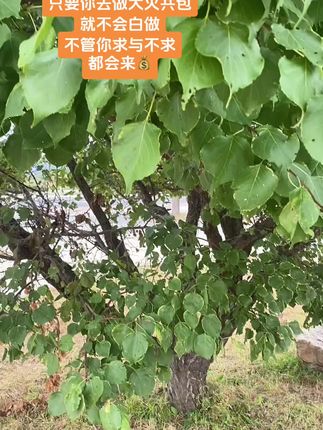 只要你去做大火共包,就不会白做,不管你求与不求,都会来💰#施食