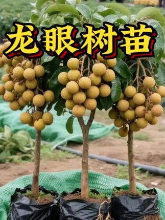四季龙眼树苗,基地直发现挖现发,阳台小院均可种植。喜欢吃龙眼的,你也赶紧种上吧!实现龙眼自由不是梦#四季龙眼#龙眼树苗#果树种植 #三农种植 #基地直发#优质种苗
