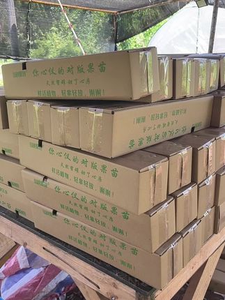 9.9.米露天青皮苗大小随机发#种植基地 #青皮无花果 #波姬红无花果 #斯特拉无花果#无花果苗
