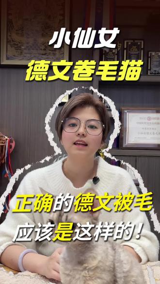 德文卷毛猫的背毛应该是不规则的卷曲度,
没有规定必须是泡面卷,不同年纪对应的毛发卷曲度也是不一样的状态。不能跟幼年期去跟成年的时候对比#德文卷毛猫 #小仙女德文卷毛猫 #赛级德文卷毛猫 #德文猫舍 #德文卷毛猫繁育人