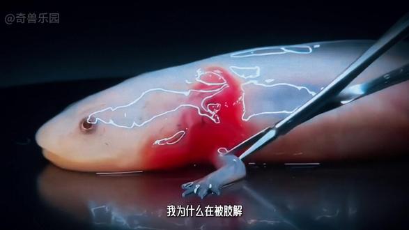 有的六角恐龙活着,他已经死了 #动物世界 #动物科普 #美西螈 #神奇动物在抖音 #青年创作者成长计划