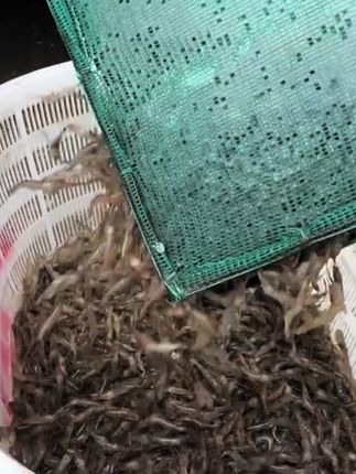 收获满满#河虾 #户外抓鱼抓虾 #看过来
