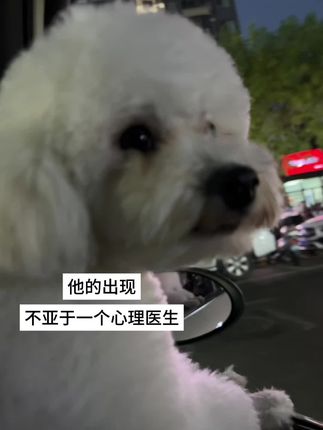 他的出现不亚于一个心理医生#我和我的狗 #宠物狗狗视频 #小狗的治愈瞬间 #萌宠出道计划 #宠物vlog