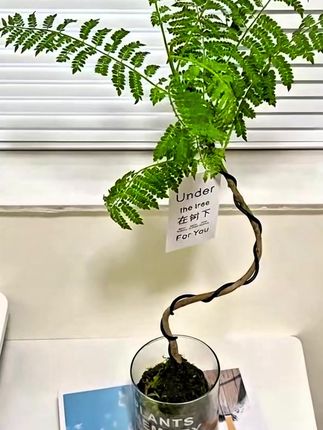 办公室桌面绿植#绿植