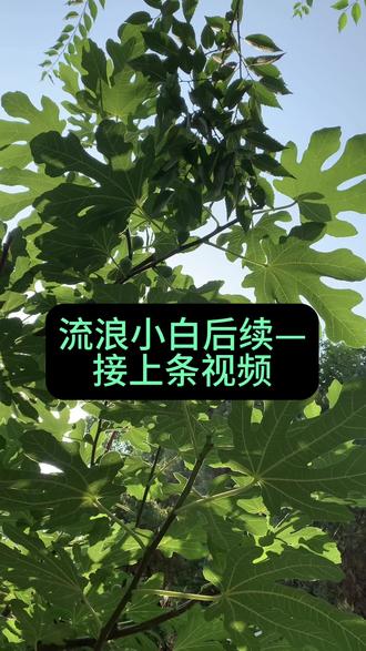 后续以及未完待续…流浪猫小白,这会是你幸福喵生的开始吗?毕竟就差一点点你就错过了这个改变命运的机会,但最后的时刻你出现了,所以你一定可以找到家的,对吗?#我和流浪猫的故事 #每个生命都应该被尊重 #拒绝遗弃 #动物救助 #天津