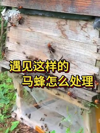 蜜蜂养殖管理 #三农 #蜜蜂 #马蜂