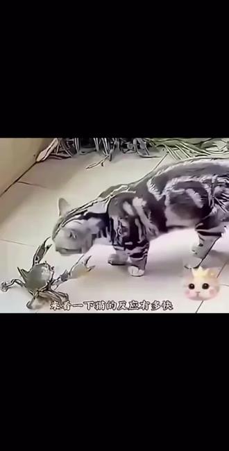 在🐱的眼睛里都是慢动作。#看一遍笑一遍