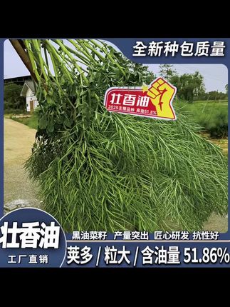 壮香油油菜种子#油菜 #油菜种子 #种油菜 #三农种植