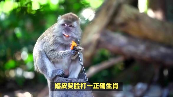 嬉皮笑脸打一正确生肖! #内容启发搜索