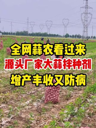 全网蒜农看过来:源头厂家大蒜拌种剂!#大蒜种植 #大蒜高产