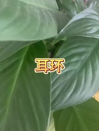 #耳环饰品 #耳饰 #气质