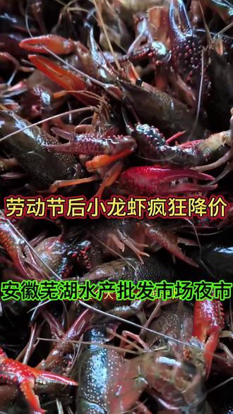 劳动节后小龙虾疯狂跌价!安徽芜湖水产批发市场夜市! #渔民生活实拍 #手机摄影 #养殖龙虾 #原创视频