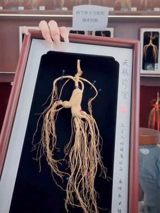 林下参 吉林长白山林下参(籽参) 高年份可选 标准籽货单支盒装 按支卖#林下参泡酒