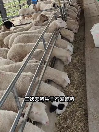 #板青芪颗粒#板青颗粒 #猪牛羊养殖 #鸡鸭鹅养殖 #养殖场专用