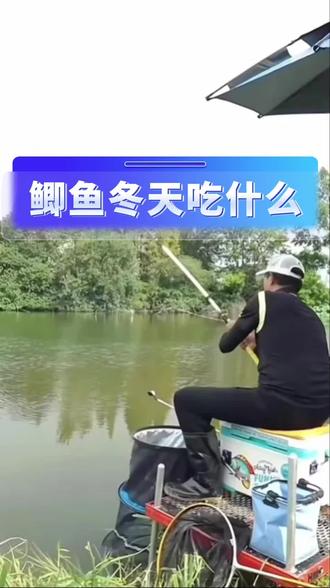 鲫鱼冬天吃什么#钓鱼人#钓鲫鱼 #新手钓鱼