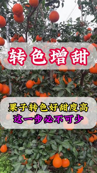 果子转色期这一步必不可少 #果树管理 #柑橘管理 #柑橘种植 #柑橘转色 #胺鲜酯
