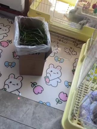 兔子挑食浪费草❓试试这款高叶的烘干燕麦草!品质超棒,适口性绝!#燕麦草#烘干燕麦草#兔子牧草#兔子辅草#兔子零食草