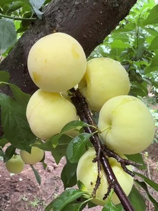 #桃花李 #冰糖李 带皮吃酸甜,撕皮吃纯甜 软糯香甜 入口爆汁。#新鲜采摘 #李子熟了