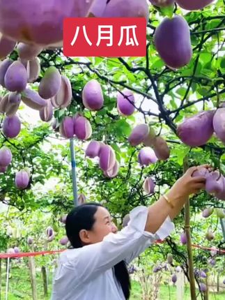 八月瓜果软糯香甜,入口即化,你们吃过吗?