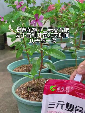 长春花施三元复合肥#种植小技巧 #三元复合肥#我的花花草草