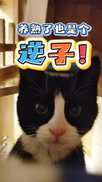 ShenJ奶牛猫 就会窝里横 养熟了也是个逆子#创作者伙伴计划 #创作者扶持计划 #伙伴计划 #真实生活分享计划 #奶牛猫就是神经猫 @抖音创作小助手 你家奶牛猫温顺吗