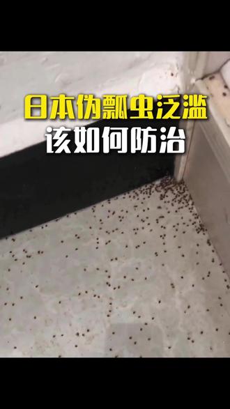 日本伪瓢虫泛滥该如何防治 家中衣柜、地板角落遍布浅褐色小虫,是日本伪瓢虫,多随受潮装修板材入户。
这类虫子以木料霉菌为食,梅雨季潮湿环境下会大量繁殖,虫体携带霉菌,易引发皮肤发痒、呼吸道不适。先清除根源:通风除湿,铲除柜体、墙面霉斑,断绝其食物来源。再将专用杀虫粉剂撒在踢脚线、板材、衣柜缝隙,接触即可中毒死亡。长期保持室内干爽通风,避免虫害复发。
#日本伪瓢虫 #日本伪瓢虫杀虫剂 #很小的棕色虫子 #墙角芝麻粒大的虫子 #受潮发霉生虫