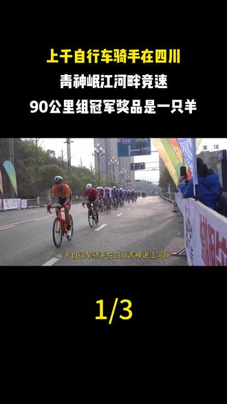 上千自行车骑手在四川青神岷江河畔竞速90公里组冠军奖品是一只羊