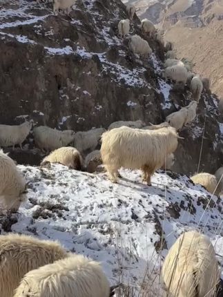 清炖宁夏滩羊,汤鲜肉美,回味无穷。烧烤滩羊,更是美味无比。#宁夏滩羊#滩羊