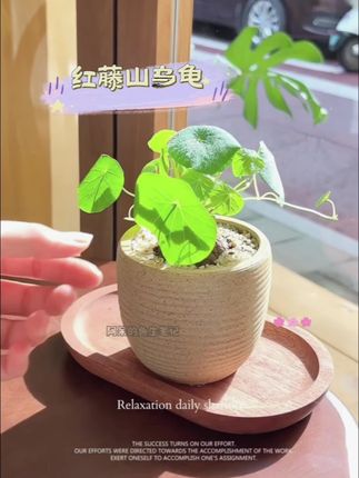 想给家添份野趣?红藤山乌龟太绝了! 圆滚滚的块根自带复古感,藤叶顺着支架爬满墙,不管放桌面当小景,还是摆窗台当垂挂绿植,都超出片。 耐旱又耐阴,不用频繁浇水晒太阳,新手也能养得旺,叶片四季绿油油,看着就超治愈! #红藤山乌龟 #绿植盆栽 #水培植物 #空气净化 #空间美学