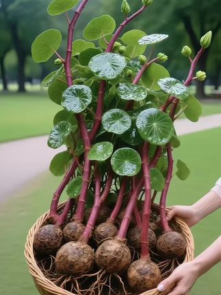 #绿植盆栽 #水培植物 #绿植园艺 #红藤山乌龟 #绿植优选