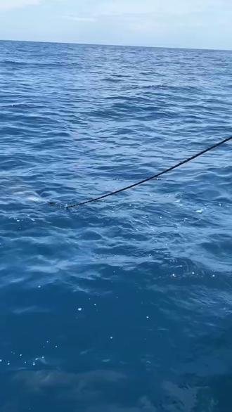 户外捕鱼:钓鱼佬用鲣鱼钓获条三斤重的鯵鱼 #户外 #钓鱼 #海钓 #钓鱼的乐趣只有钓鱼人懂