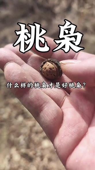 俗话说:一桃压百魅,一枭镇千邪,指的就是这个桃枭,传说中魑魅魍魉都怕它,#桃枭 #涨知识 #大自然的馈赠 #桃枭有什么作用 #小妙招大作用