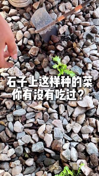石子上这样种的菜,你有没有吃过?#渔菜公社 #鱼菜公社 #有机农场 #石子上种菜