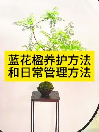 蓝花楹种植方法和日常管理技巧 家里的蓝花楹黄叶掉叶枯萎不开花怎么办 用这个蓝花楹专用肥 蓝花楹怎么浇水施肥水肥管理 蓝花楹秋天种植方法 蓝花楹多久浇水一次 蓝花楹水肥管理 #蓝花楹专用肥营养液 #蓝花楹肥料 #蓝花楹营养液 #蓝花楹施肥 #蓝花楹