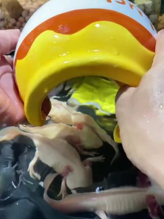 它适蜜罐仓鼠陶瓷窝冰屋食盆夏季降温水樽金丝熊窝躲避造景用品给六角恐龙鱼一个安静舒适的家,让六宝体验一下新的躲避屋的味道 #六角恐龙用什么躲避屋好 #大蜜罐 #躲避屋 #六六#房子