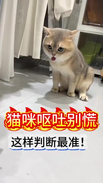 猫咪呕吐别慌,这样判断最准!#新人养猫#猫咪#猫#养猫日常