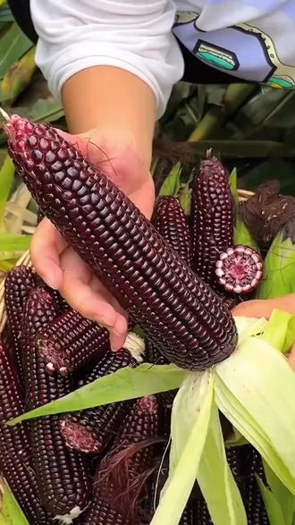 【2026新货】黑甜糯玉米种子高产黑糯矮杆大棒玉米非转基因蔬菜种子 #东北黏玉米 #玉米种子