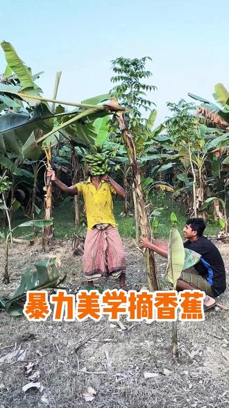 抱树猛砍,香蕉采摘新姿势,高手间的默契考验! #三农 #植物 #科普