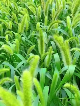 狗尾巴草,好种植生长速度快,用于矿山固坡,绿化、观赏、还可以当作牧草#狗尾巴草 #种草 #草籽 #种植 #绿化养护