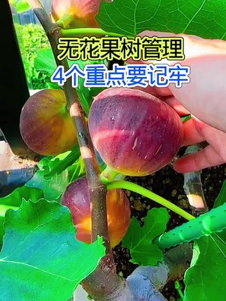 #三农种植 #种植技巧 #种植技术 #无花果树#三农