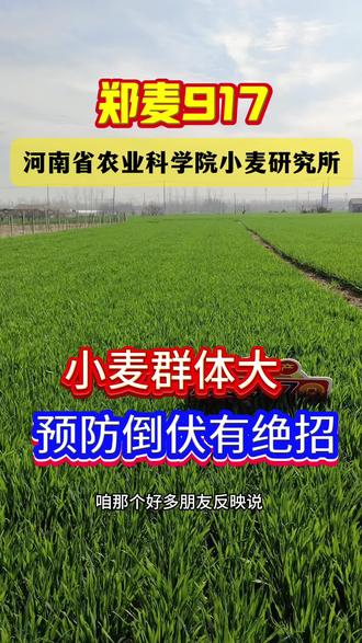 小麦倒伏有绝招#三农 #小麦 #小麦种植管理技术 #小麦高产技术 #郑麦917