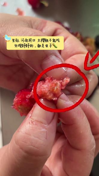 #大樱桃有虫子 大樱桃吃出虫子🐛,太恶心了,我和闺女已经吃了几个了,才发现😂😂😂