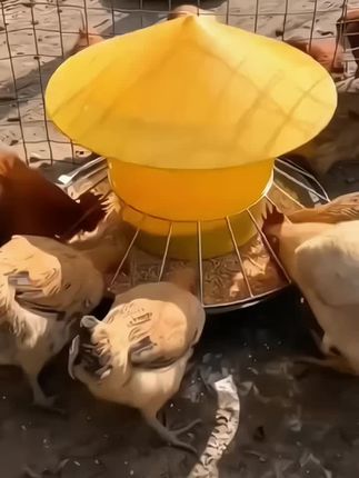 我给大家推荐的这个家禽自动喂料器真的太好用了,它不仅干净卫生,而且还能防止鸡鸭刨食抢料。有了它,再也不用天天手动去喂食了,只需要往里面倒满粮食,它就会自动流到下面的小碗里,家禽吃多少就会自动补多少,真的是省心又省力,喜欢的朋友赶紧点击链接购买吧!#非常方便实用 #家庭必备 #超实用