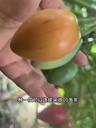 #树番茄#大树番茄#种植#三农 #大树番茄种苗种球 云南高原特产大树番茄