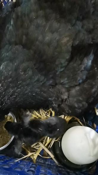 小鸡还是让母鸡带,这样暖和点还节约一些电