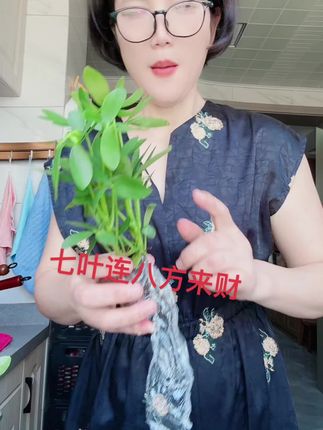 #绿植盆栽 #室内绿植 #净化空气